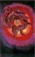 "Eye of Horus"